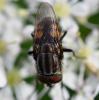 Stomorhina lunata